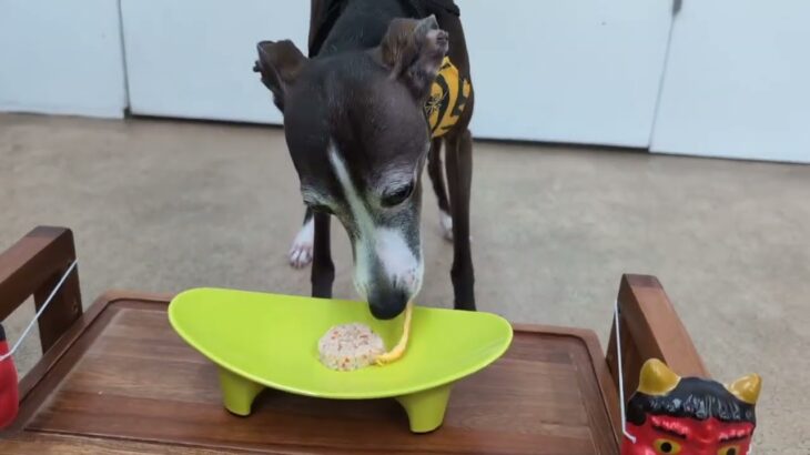 犬の幼稚園 れもんちゃんとトレーニング