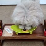 犬の幼稚園 ヴィーノくんとトレーニング