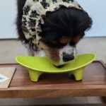 犬の幼稚園 トイちゃんとトレーニング