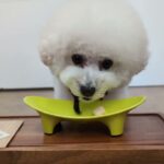 犬の幼稚園 ロージーちゃんとトレーニング