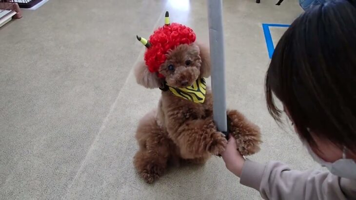 犬の幼稚園 ひなたくんとトレーニング