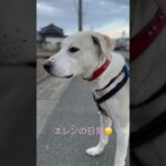 #ラブラドール #保護犬 #大型犬 #犬のしつけ #犬のいる暮らし #愛犬 #犬のいる生活 #エレン