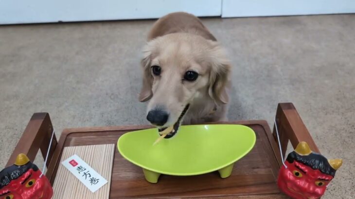 犬の幼稚園 凜ちゃんとトレーニング