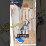 お散歩前にの大切なトレーニング☺️#ドッグトレーナー #愛犬 #犬しつけ ＃犬の学校#犬