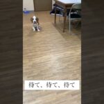 しつけ　#ビーグル #ビーグル犬栗 #犬のいる暮らし #犬 #犬のいる生活 #しつけ