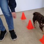 犬の幼稚園 コアくんとトレーニング