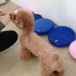 犬の幼稚園 たろうくんとトレーニング