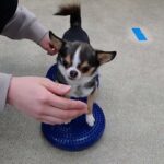 犬の幼稚園 のあくんとトレーニング