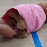 犬の幼稚園 むぎくんとトレーニング