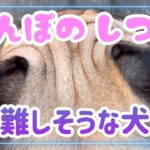 犬の散歩のしつけ方をだれか教えて