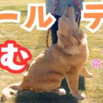 【犬しつけ】【ゴールデン】手を噛む！リードを噛む！飛びかかって噛む！