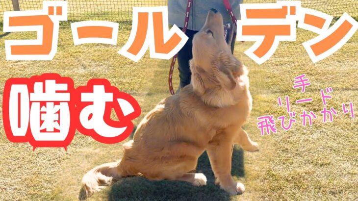 【犬しつけ】【ゴールデン】手を噛む！リードを噛む！飛びかかって噛む！