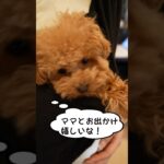 【 犬の気持ち 】賢くて可愛い！ ペット初心者 でも安心な トイプードル の魅力！〔 犬 ペット ペットしつけ 〕