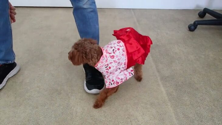 犬の幼稚園 るるちゃんとトレーニング