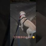 #ラブラドール #保護犬 #大型犬 #犬のいる暮らし #犬の散歩 #犬のしつけ #エレン