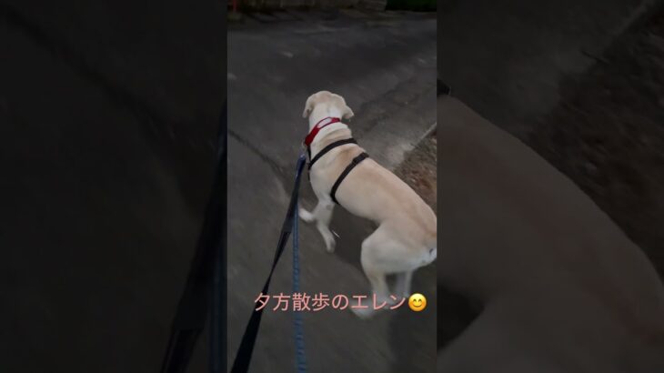 #ラブラドール #保護犬 #大型犬 #犬のいる暮らし #犬の散歩 #犬のしつけ #エレン