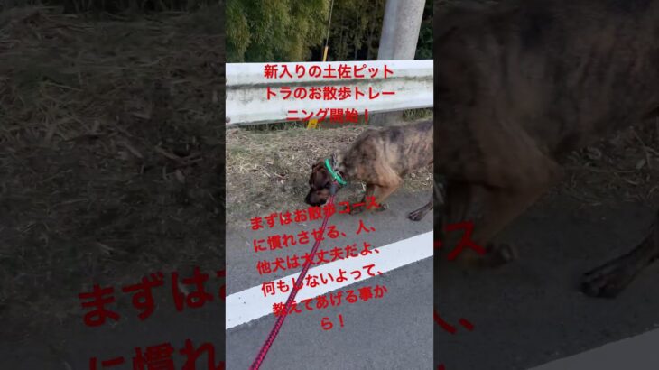 【犬のしつけ】散歩トレーニング！散歩に困っている方、遠慮なくご相談下さい！その悩み治せます！