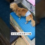 トリミング始まるよー！#トイプードル #子犬 #しつけ方 #しつけ #癒し #こいぬ #可愛い