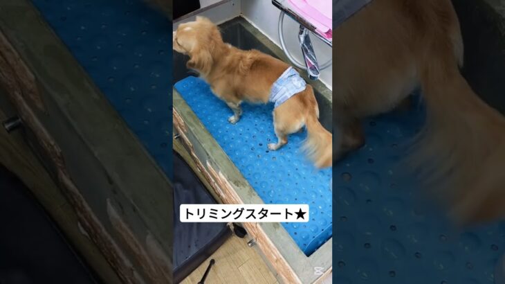 トリミング始まるよー！#トイプードル #子犬 #しつけ方 #しつけ #癒し #こいぬ #可愛い