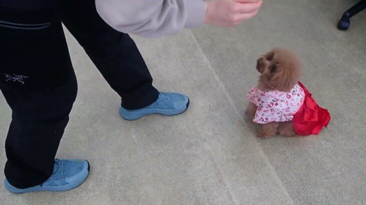 犬の幼稚園 りあんちゃんとトレーニング