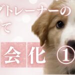 ドッグトレーナーの犬育て①仔犬の社会化遊び　生後２ヶ月半