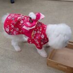 犬の幼稚園 華ちゃんとトレーニング