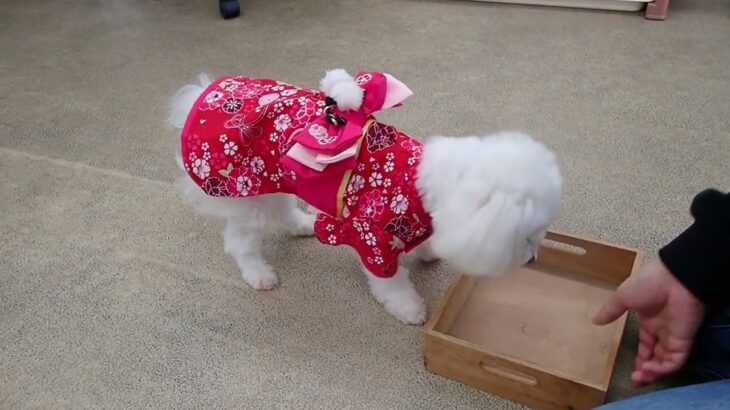 犬の幼稚園 華ちゃんとトレーニング