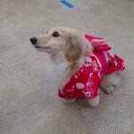 犬の幼稚園 凜ちゃんとトレーニング