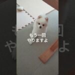 【ポメラニアン】おやつのおねだり　　　#犬のいる生活#ペット#おやつ#しつけ#芸#おねだり