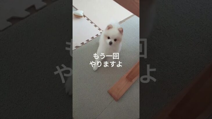 【ポメラニアン】おやつのおねだり　　　#犬のいる生活#ペット#おやつ#しつけ#芸#おねだり