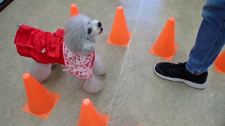 犬の幼稚園 シエルちゃんとトレーニング