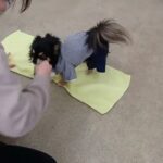 犬の幼稚園 ショコラくんとトレーニング