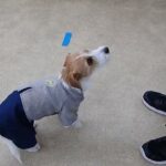 犬の幼稚園 ルディくんとトレーニング