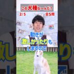 【この犬種な～んだ？】脚長犬編