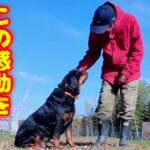 【ロットワイラー】家族・財産を守り飼い主の心を豊かにする犬種です！