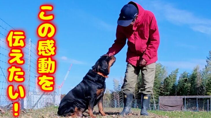 【ロットワイラー】家族・財産を守り飼い主の心を豊かにする犬種です！