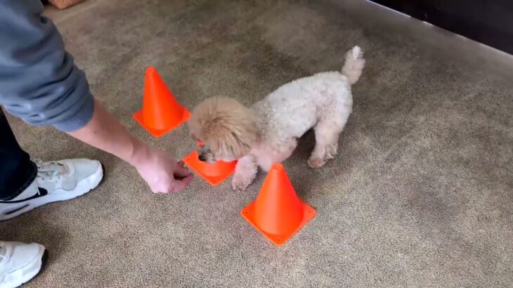 犬の幼稚園  メルロちゃんとトレーニング