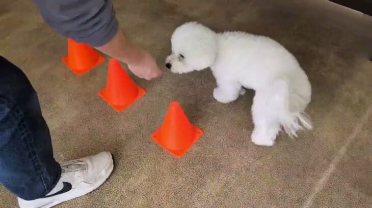 犬の幼稚園 ローヌくんとトレーニング