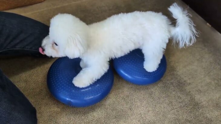 犬の幼稚園 ローヌくんとトレーニング