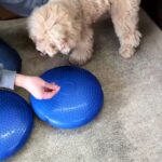 犬の幼稚園 むぎくんとトレーニング