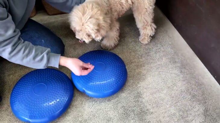 犬の幼稚園 むぎくんとトレーニング