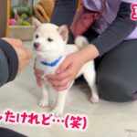 【豆柴犬】子犬ちゃんの１ヶ月しつけ特訓の成果が面白いことになりましたw【子犬と癒し】まめしば亭ブログvlog