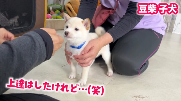 【豆柴犬】子犬ちゃんの１ヶ月しつけ特訓の成果が面白いことになりましたw【子犬と癒し】まめしば亭ブログvlog