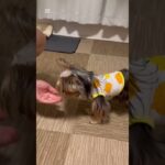 フライングお手🫶#しつけ#可愛い#ヨークシャテリア#犬のいる暮らし#愛犬#yorkshire terrier #dog #puppy #dogtube #pet  #doglover #pets