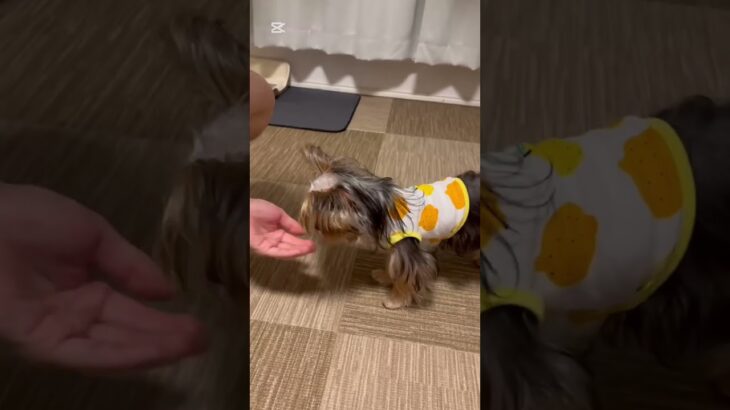 フライングお手🫶#しつけ#可愛い#ヨークシャテリア#犬のいる暮らし#愛犬#yorkshire terrier #dog #puppy #dogtube #pet  #doglover #pets