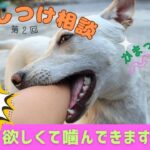 【犬のしつけ相談】第2回しつけ相談 ~かまって欲しくて噛んでくる時の対処~