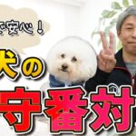 【犬のしつけ】犬のお留守番、これで安心！快適にお留守番するために大切なこと7選