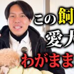 【犬しつけ】愛犬がわがままになる飼い主の考え方8選【要注意】