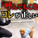 9割が知らない！犬の正しい呼び戻しの教え方【プロ実践】