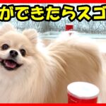 可愛い犬の芸を見てください【犬のしつけ教え方】可愛い芸を教えたらすぐマスターした天才犬がこちら【私は犬が好き I love Dogs】